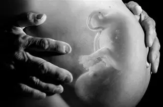 Wat is een embryo?